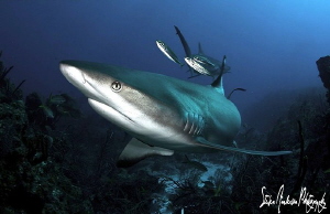 "Striking the Pose" This Reef sharks seems to look as if ... by Steven Anderson 